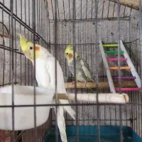 عروس هلندی مولد