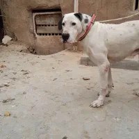 واگزاریتولهبولیکوتاهکیفیتبالا