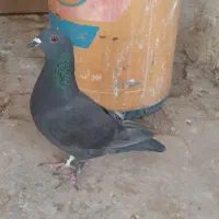 کبوتر دوتا تخم دارع گمشده