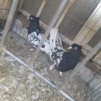 یکجفت کل سیاه پلنگی