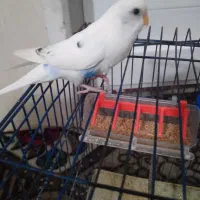 مرغ عشق ماده زیبا