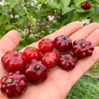 فروش انواع نهالهای پیوندی واصلاح