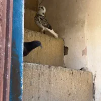 ۸ تا کفتر|پرنده|اصفهان, شهشهان|دیوار