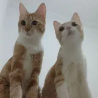 واگذاری گربه رایگان