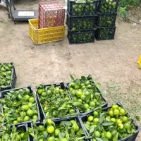 نارنگی