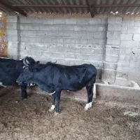 دوراس گاو دورگ محلی درجه یک|حیوانات مزرعه|فراغی, |دیوار