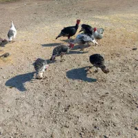 بوقلمون محلی|حیوانات مزرعه|گنبد کاووس, |دیوار