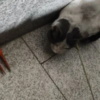 گربه پیدا شده