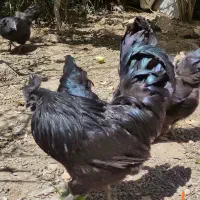 فروش تخم مرغ نطفه دار