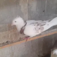هما سرور|پرنده|تهران, مینای شمالی (مخبر)|دیوار