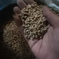 خوراک مرغ تخمگذار اقتصادی