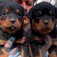 توله رتوایلر