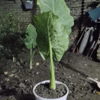 گل بابا ادم فروشی