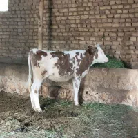 گوساله ماده سمینتال قرمز