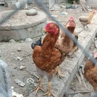 فروش مرغ و خروس لاری