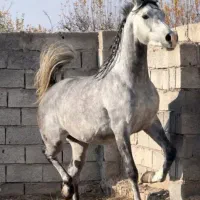 اسب اسب مادیان
