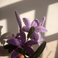 دسته گل جاودان