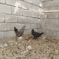 خروس زینتی|پرنده|سیب و سوران, |دیوار