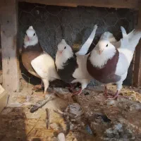 کبوتر طوقی و دمسفید