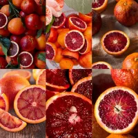 نهال گرمسیری پربازده مناسب باغ‌ سیستان و بلوچستان