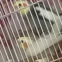 عروس هلندی مولد نر سیامون و ماده لوتینو