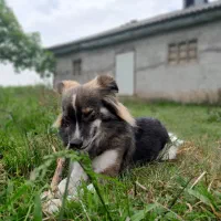 سگ اشپیتز گم شده،محل فشتام،شهر صنعتی رشت و  سراوان