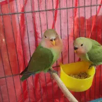 جوجه برزیلی دوماهه رام نر و ماده