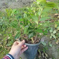 فروش یاس هلندی نشایی