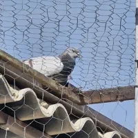 کفترتیرماه|پرنده|جوادآباد, |دیوار