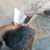 کبوتر نوک قنار|پرنده|وحیدیه, |دیوار