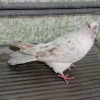 گرفتنی ساختمون بلند|پرنده|قم, حاج زینل|دیوار