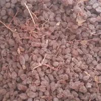 کشمش بیدانه