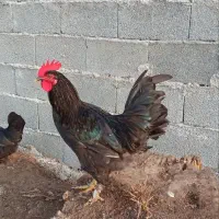 خروس زینتی|حیوانات مزرعه|رشت, پیرکلاچای|دیوار