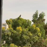 منشی موجه خانم ۸ ساعت کار املاک