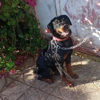 حیوان خانگی