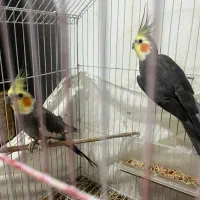 طوطی عروس نر و ماده ۵ تا