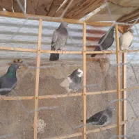 همه ارتیس بلوار جمهوری|پرنده|نیشابور, ناسیونال|دیوار