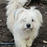 سگ پاکوتاه تریر|سگ|نور, |دیوار