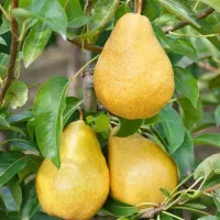 تولید ارقام نهال گلابی شاه میوه