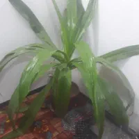 گل اشک ملکه