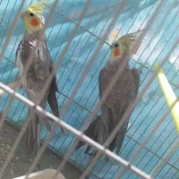 عروس هلندی  کارخانه جوجه