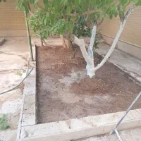 خدمات باغبانی. پاکنی حرص اره برقی. گل|خدمات باغبانی و درختکاری|شیراز, خلدبرین|دیوار