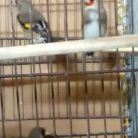 پرنده سهره|پرنده|قم, نخودی|دیوار