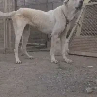 واگذاری ماده عراقی