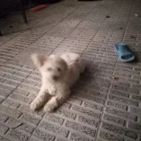 فروش سگ خانگی در فرخشهر