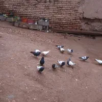 کفتر معلقی|پرنده|کرمان, |دیوار