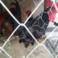 خروس سیاه
