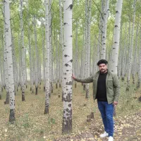 بهترین فرصت خرید نهال صنوبر