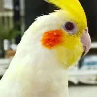 عروس هلندی لوتینو ماده ، و آلبینو نر