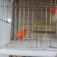 یه جفت قناری رد جفتی قیمت چهارپانصد|پرنده|فارسان, |دیوار